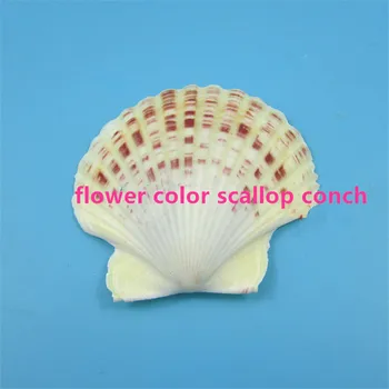 4-6cm Natūralių gėlių spalvos šukutės myli shell žuvų bakas dekoratyvinis apželdinimas grindų Viduržemio namų stilius, dekoratyvinis