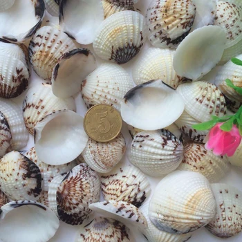 HappyKiss 50pcs/daug Gamtos shell mažų kriauklių, sallei derlook yangtz žuvų bakas akvariumo apdaila 2-3cm