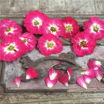 Raudona Kinų Rožė Gėlių, Džiovintų Presuotų Gėlių Meno Dovanos Atvirukas Apdailos 36 Vnt Nemokamai Siunta