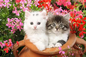 Namo apdaila gražių gyvūnų katės kačiukus, raudonos gėlės #1 Šilko Audinys Plakato spauda DW143