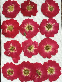 Raudona Kinų Rožė Gėlių, Džiovintų Presuotų Gėlių Meno Dovanos Atvirukas Apdailos 36 Vnt Nemokamai Siunta