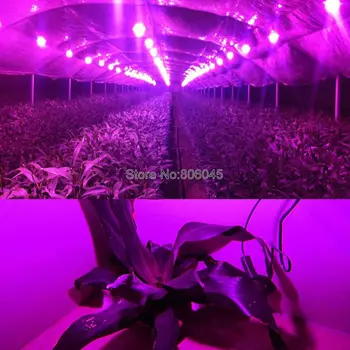 Epileds 10W Visą Spektrą 380nm - 840nm COB Integruotas Didelės Galios Augalų Auga LED Šviesos Šaltinis 9x1W 3 serijos 3 kartu