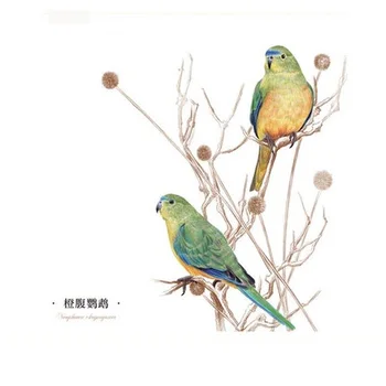 Kinijos pieštuku piešimo knyga 38 rūšių Paukščių spalvų pieštukų tapybos vadovėlio Pamoka meno knyga