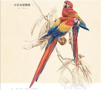 Kinijos pieštuku piešimo knyga 38 rūšių Paukščių spalvų pieštukų tapybos vadovėlio Pamoka meno knyga